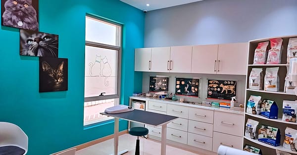 Dog / Cat Grooming From Best Veterinary Clinic In The Uae Award Winner Dubai - Image 19