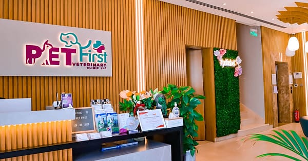 Dog / Cat Grooming From Best Veterinary Clinic In The Uae Award Winner Dubai - Image 7
