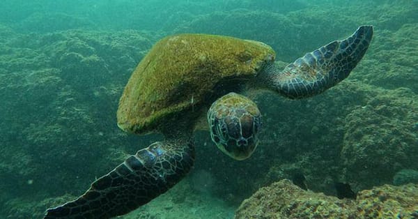 Embark On Adventure: Try Dive, Snorkeling Trip And Boat Trip Dubai - Image 11