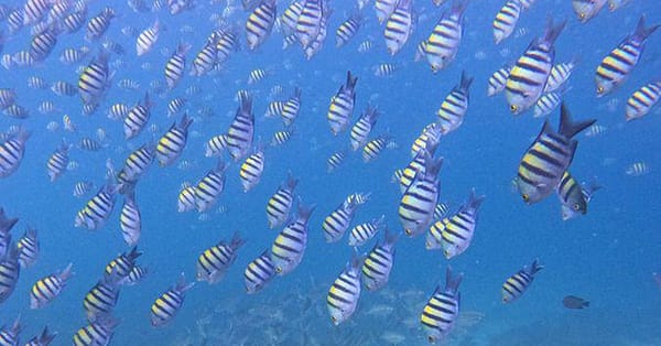 Embark On Adventure: Try Dive, Snorkeling Trip And Boat Trip Dubai - Image 14
