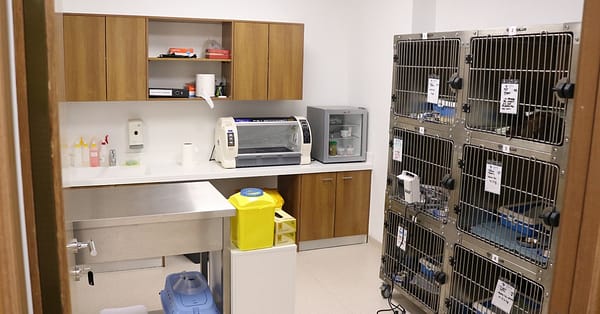 Ensure Your Pets Health With Annual Vaccination For Cat Or Dog! Dubai - Image 2