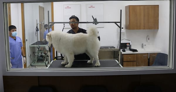 Ensure Your Pets Health With Annual Vaccination For Cat Or Dog! Dubai - Image 6