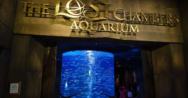 Explore Atlantis At The Lost Chambers Aquarium! Dubai - Image 8