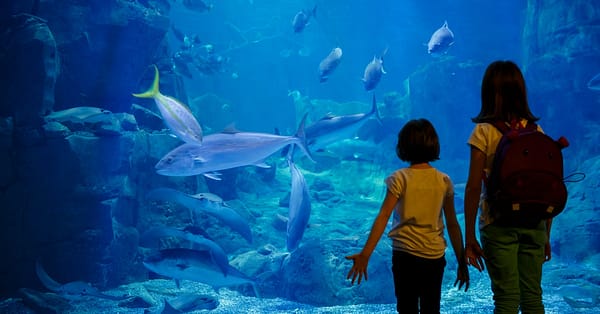 Explore Dubai Aquarium, Underwater Zoo And Penguin Cove Dubai - Image 2