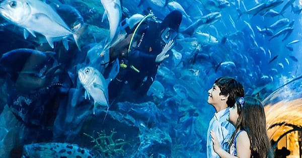 Explore Dubai Aquarium, Underwater Zoo And Penguin Cove Dubai - Image 3