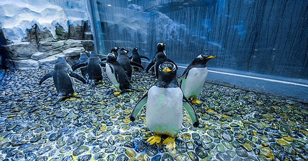 Explore Dubai Aquarium, Underwater Zoo And Penguin Cove Dubai - Image 6