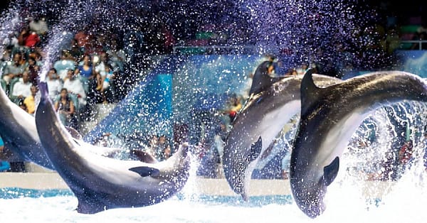 Explore Dubai Parks & Resort + Exciting Attractions Dubai - Image 9