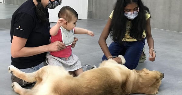Extensive Pet Grooming Service Dubai - Image 2