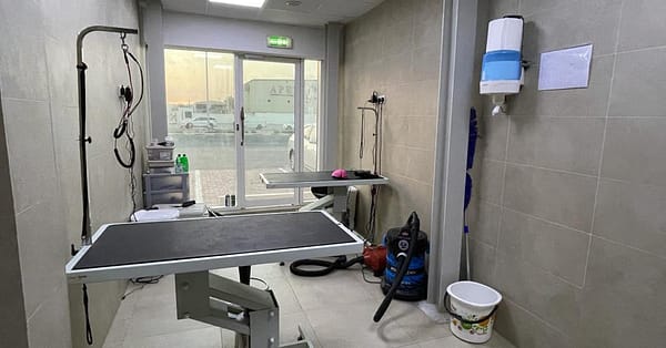 Extensive Pet Grooming Service Dubai - Image 3