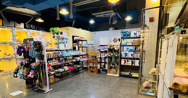Full Grooming For Cats And Dogs To Keep Them Pampered! Dubai - Image 2