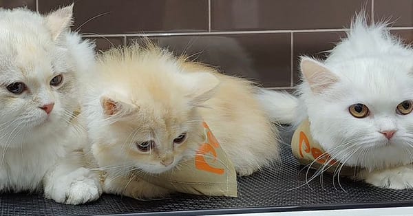 Groom, Grin, And Wag: Unleash Pet Paradise Dubai - Image 4