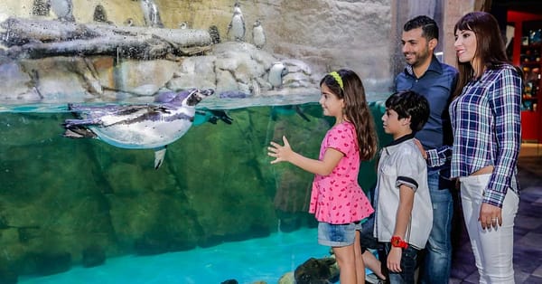 Marine Magic Awaits: Dubai Aquarium & Penguin Cove For 1, 2, Or 4! Dubai - Image 3