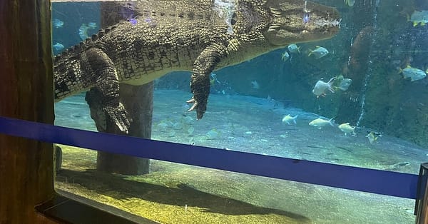 Marine Magic Awaits: Dubai Aquarium & Penguin Cove For 1, 2, Or 4! Dubai - Image 4