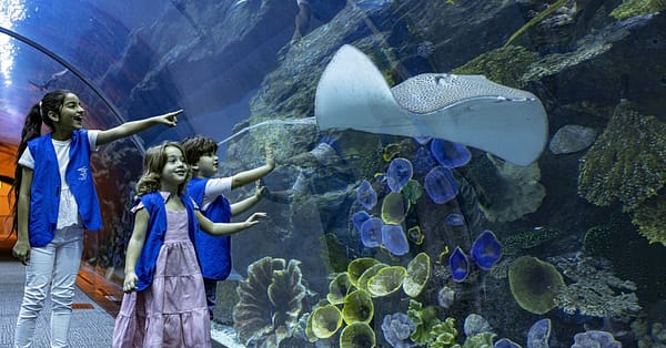 Marine Magic Awaits: Dubai Aquarium & Penguin Cove For 1, 2, Or 4! Dubai - Image 5