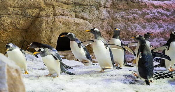 Marine Magic Awaits: Dubai Aquarium & Penguin Cove For 1, 2, Or 4! Dubai - Image 8