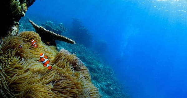Open Water Scuba Diver Course At Goblin Diving Center Dubai - Image 3