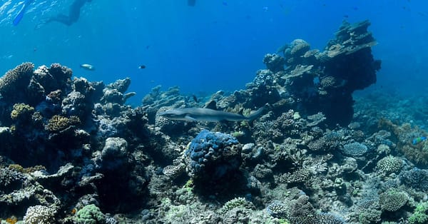 Open Water Scuba Diver Course At Goblin Diving Center Dubai - Image 4