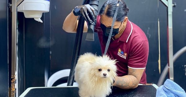 Pamper Your Furry Friends With Basic Or Full Grooming For Dogs & Cats Dubai - Image 2