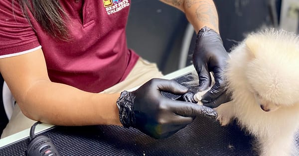 Pamper Your Furry Friends With Basic Or Full Grooming For Dogs & Cats Dubai - Image 3