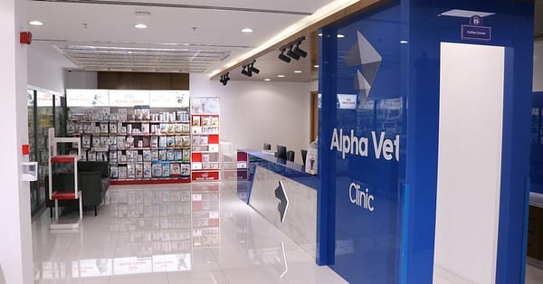 Pamper Your Furry Friends With Top-Notch Grooming For Dogs And Cats! Dubai - Image 2