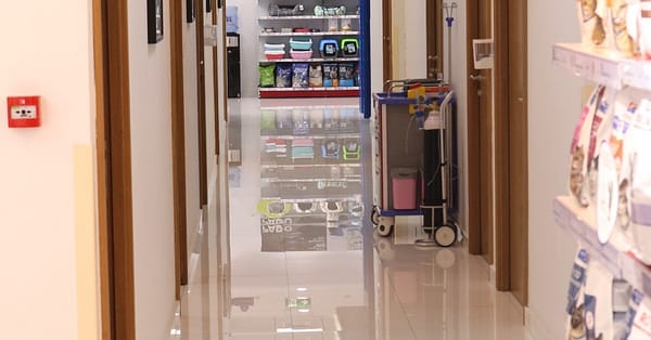 Pamper Your Furry Friends With Top-Notch Grooming For Dogs And Cats! Dubai - Image 15