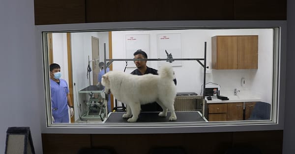 Pamper Your Furry Friends With Top-Notch Grooming For Dogs And Cats! Dubai - Image 17