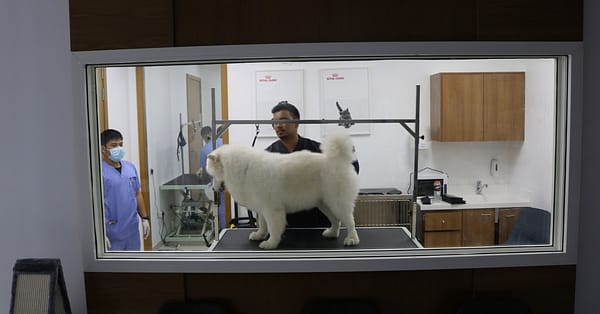 Pamper Your Furry Friends With Top-Notch Grooming For Dogs And Cats! Dubai - Image 7