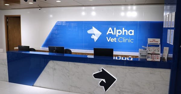 Pamper Your Furry Friends With Top-Notch Grooming For Dogs And Cats! Dubai - Image 8
