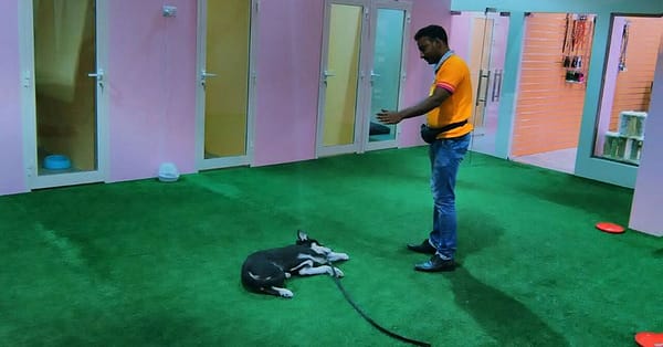 Pet Boarding Dubai - Image 2