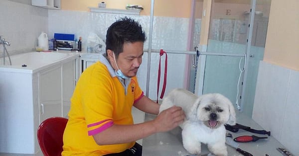 Pet Boarding Dubai - Image 4