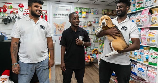 Pet Day Care At Six Pawz Pet Grooming Dubai - Image 3