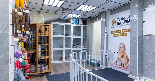 Pet Day Care At Six Pawz Pet Grooming Dubai - Image 7