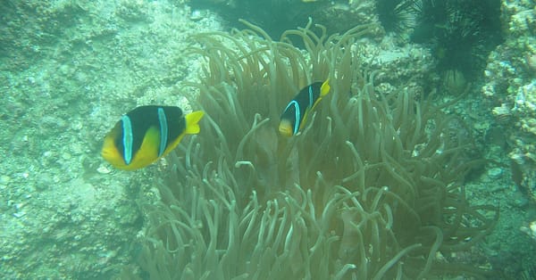 Scuba Diving Experience Dubai - Image 5