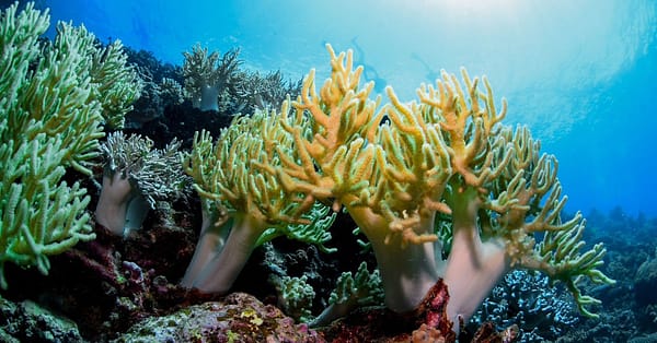 Scuba Or Fujairah Diving Or Snorkeling At Goblin Diving Center Dubai - Image 7