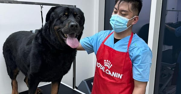Treat Your Cats/Dogs With Basic/Full Grooming From 10 To Above 30 Kg Dubai - Image 8