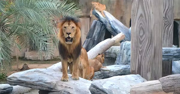 Unleash Adventure: Zoo Entrance + 2 Exciting Activities For 1 Or 2! Abu Dhabi - Image 2