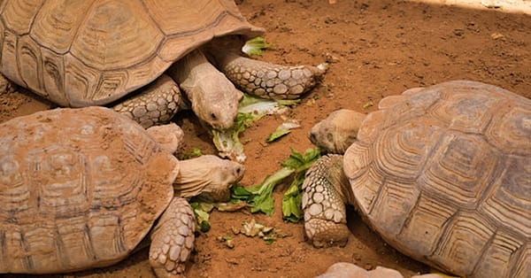Unleash Adventure: Zoo Entrance + 2 Exciting Activities For 1 Or 2! Abu Dhabi - Image 5