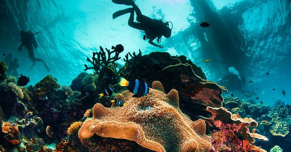 Up To 50% Off On At Orca Diving Center (Fujairah) National Deal - Image 3