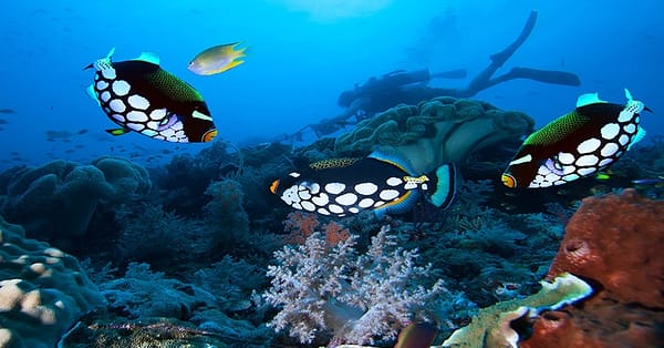 Up To 50% Off On At Orca Diving Center (Fujairah) National Deal - Image 4
