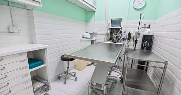 Veterinary Examination At Pet Connection Veterinary Clinic Dubai - Image 13