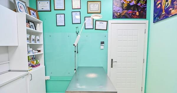 Veterinary Examination At Pet Connection Veterinary Clinic Dubai - Image 7