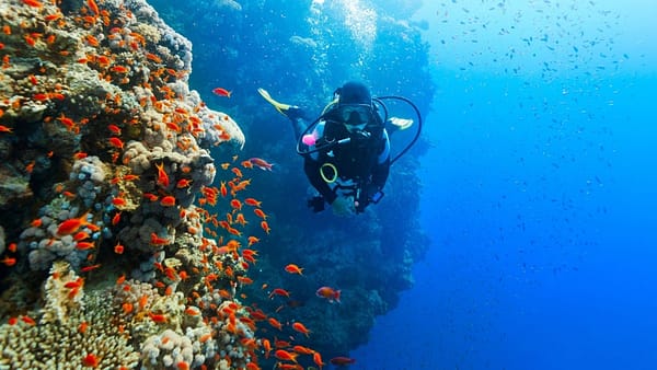 Diving Experience in Khasab - Outdoor Attractions - Image 2