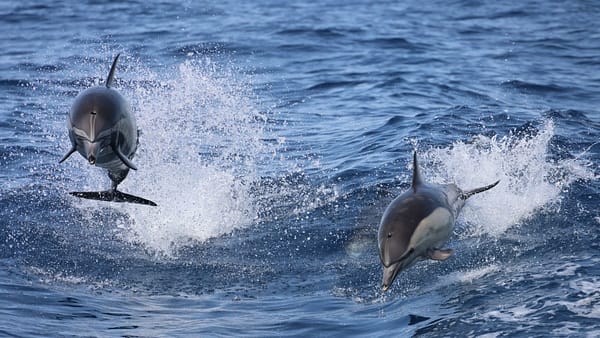 Dolphins Watching - Sightseeing and Tours - Image 2