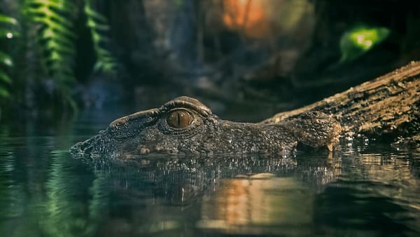 Dubai Aquarium & Underwater Zoo - King Crock Encounter - Experiences - Image 2