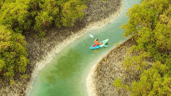 Guided Kayak Tour in the Reem Central Park Mangroves - Water Sports - Image 2