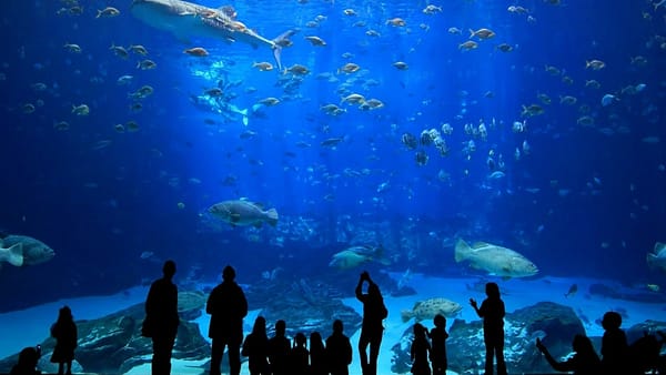 Istanbul Aquarium Ticket & Shuttle - Experiences - Image 2