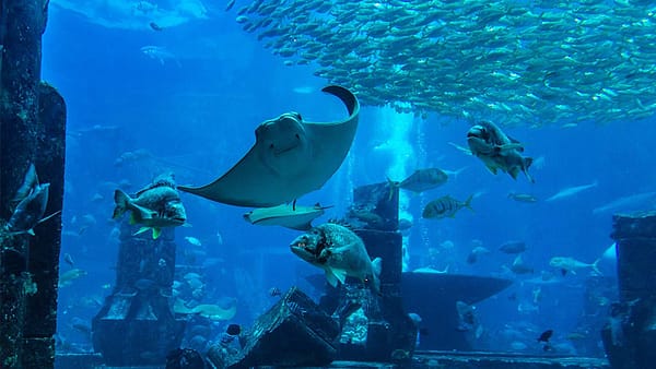 Oman Aquarium - Experiences - Image 2