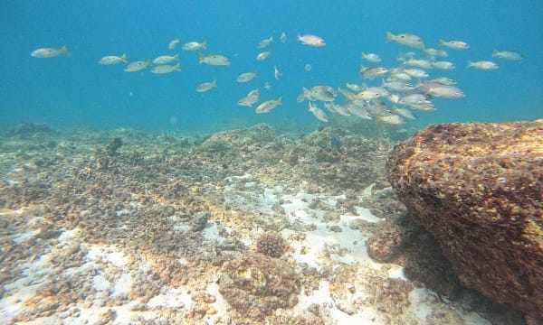 Dive Into Adventure With Diving Course Dubai - Image 13