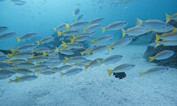 Dive Into Adventure With Diving Course Dubai - Image 14