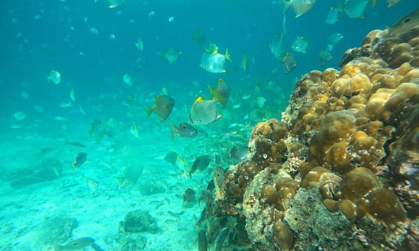 Dive Into Adventure With Diving Course Dubai - Image 15